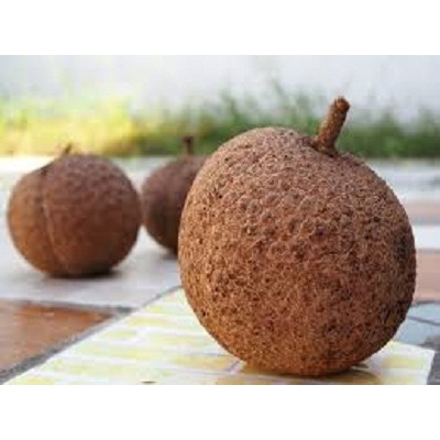 Bibit Tanaman Durian Gundul Super Durian Tanpa Duri Siap Tanam Shopee Indonesia