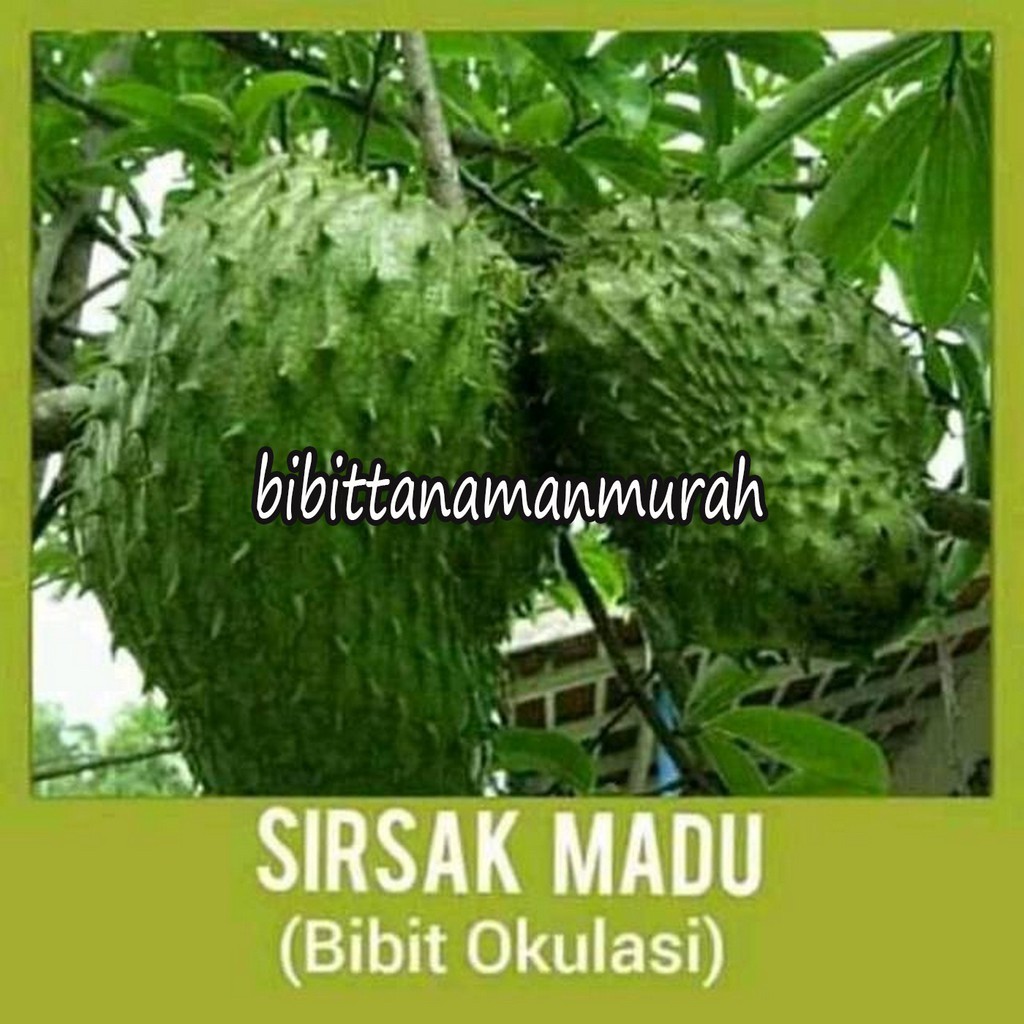 BIBIT SIRSAK MADU SUPER (BELI 5 GRATIS 1)