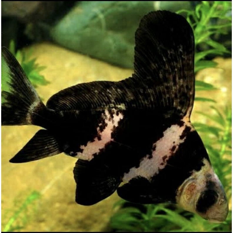 Ikan CHF Chinese High Fin Import 9-10cm