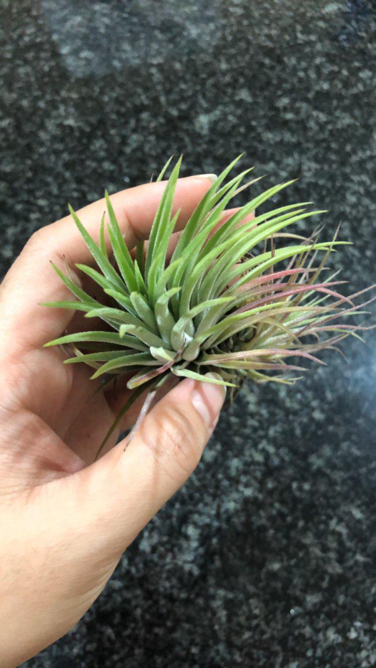 Air Plant // Tilandsia Cluster