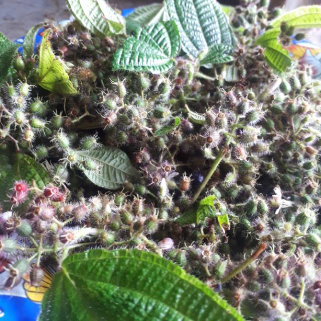 

Promoo buah senggani atau senduduk atau harendong bulu fresh 500 grm