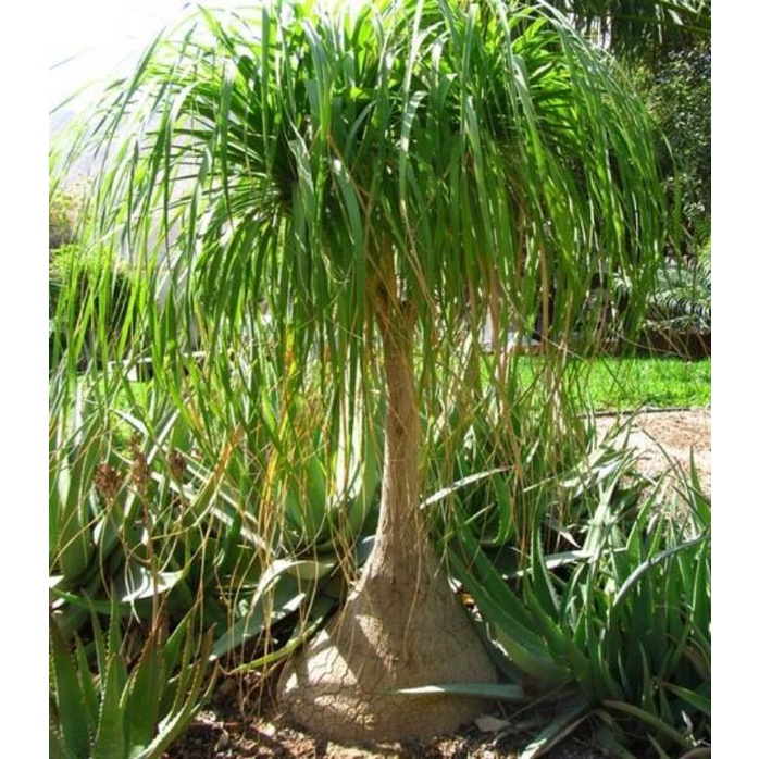 Tanaman Nolina atau ponytail single