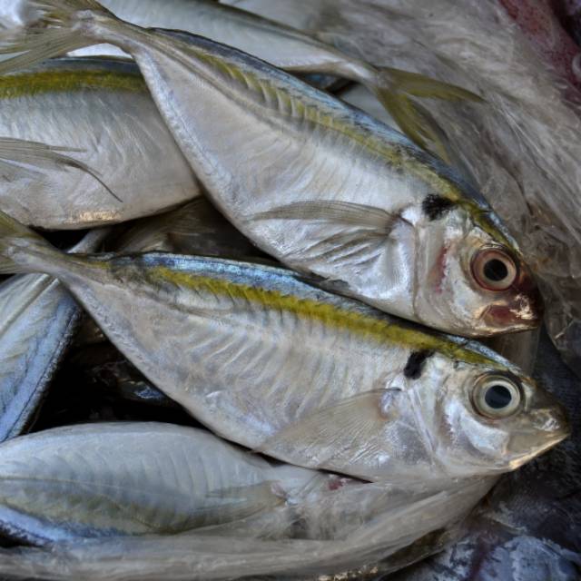

Ikan selar