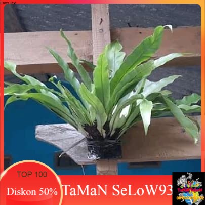 tanaman hias ka - daka - pohon ka.daka