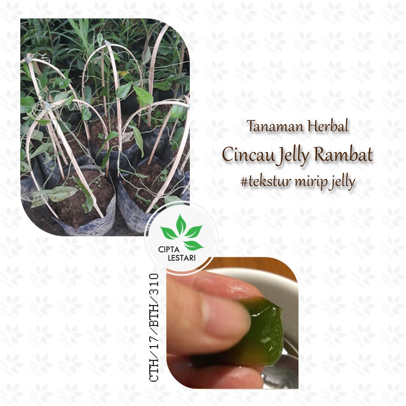 Bibit Tanaman Cincau Jelly Bibit Cincau Hijau Rambat Pohon Cincau Jely Cingcau Jeli Cincau Rambat