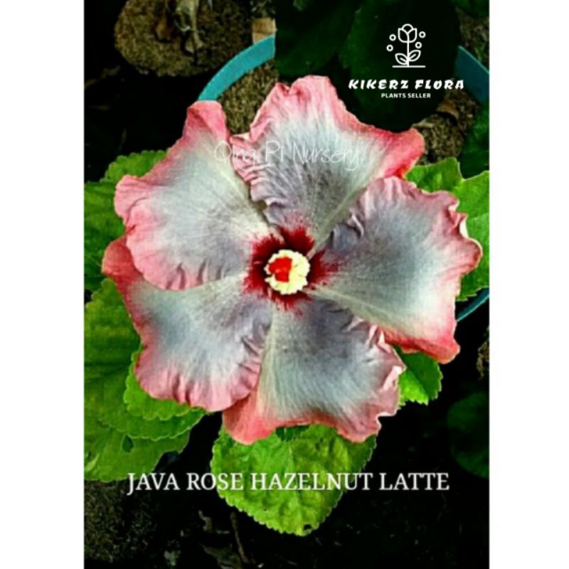 TANAMAN HIAS HIBISCUS BUNGA SEPATU//JAVA ROSE