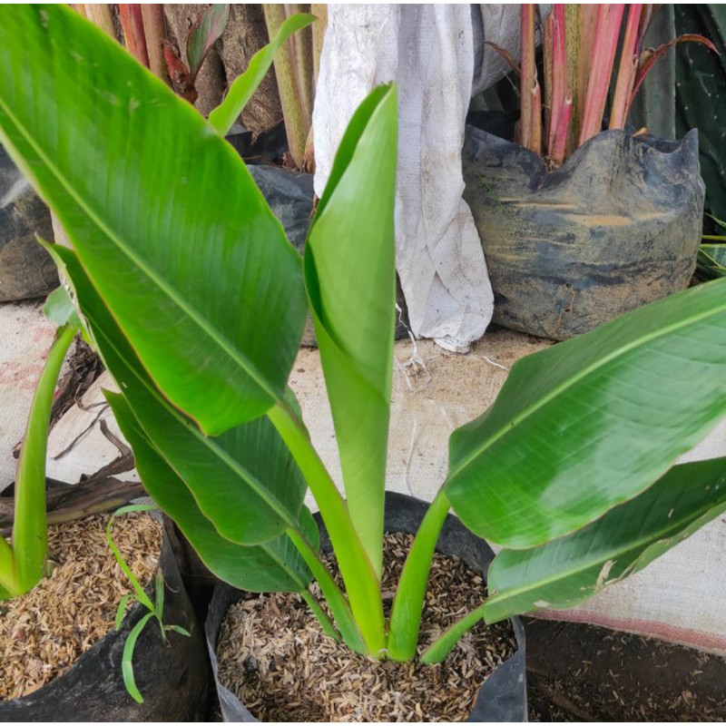 tamaman hias pisang kipas - pisang pisangan kipas -  dekorasi taman