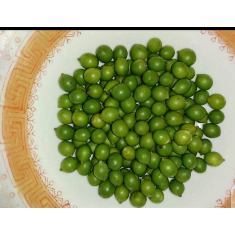 Biji Lohansung Mawar Isi 40 Biji untuk Bonsai