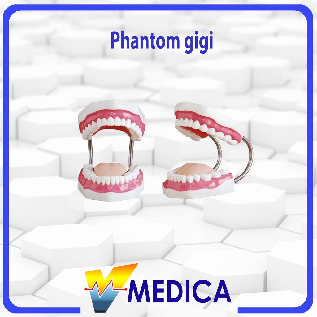 Phantom Gigi Anak / Phantom Gigi Dewasa / Manekin Gigi Alat Peraga