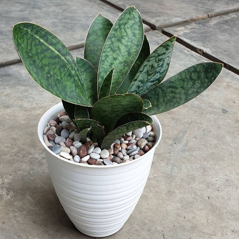 TANAMAN HIAS SANSIVERA LANGKA GIANT CENTONG /MASONIANA