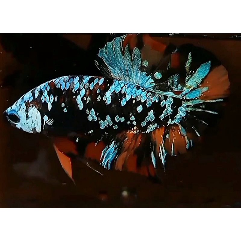 

BlackVariation