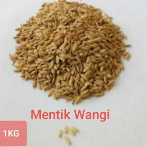 ➹N78 Benih Padi Mentik Wangi / Bibit Padi Pandan Wangi ✹ 0 →