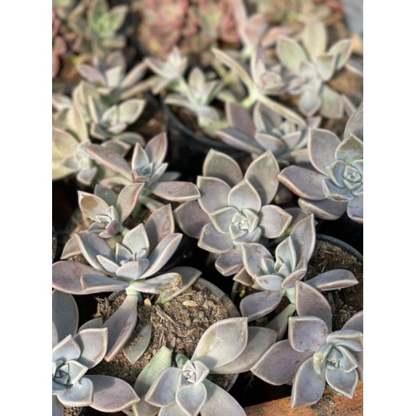 Sukulen Graptopetalum Paraguayense / Ghost Plant