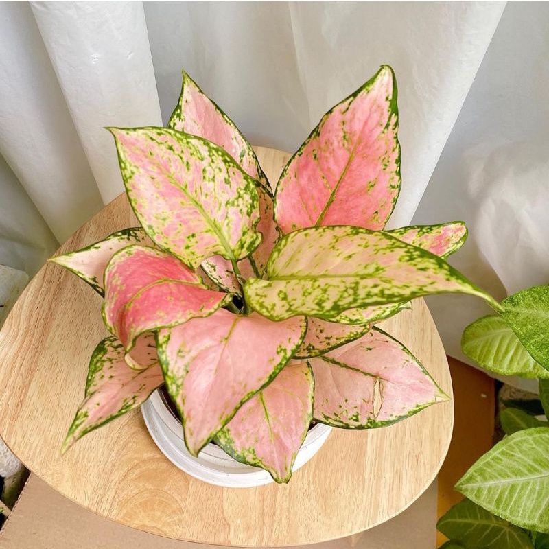 Aglonema Pink Star tissue remaja / Tanaman Hias bunga Aglaonema Pink star tissue cultur remaja murah