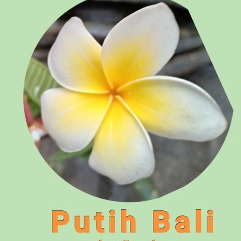 Bibit stek kamboja bali (plumeria) bunga putih bali