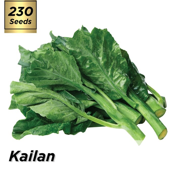 Benih Sayur Kailan / Biji Sayur Kailan / Bibit Sayur Daun Kailan / Benih Kailan Sayur Daun