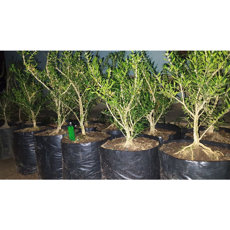 Boxus Bahan Bonsai