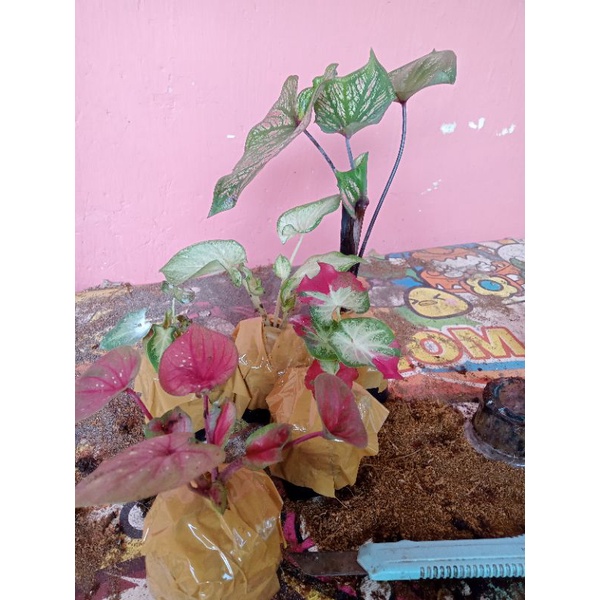 keladi doreng daun ganda