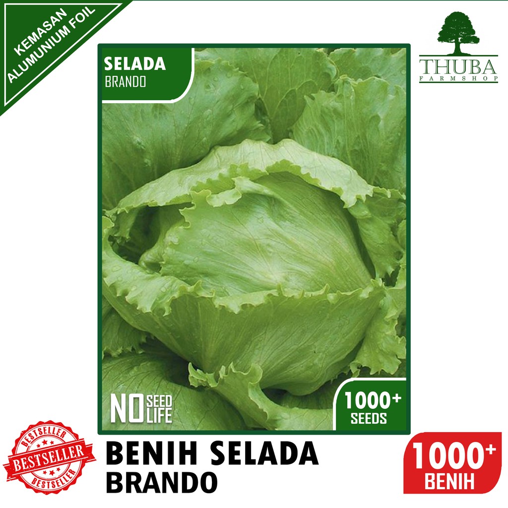 1000 Biji - Benih Selada BRANDO - Bibit Selada Krop Ice Berg Murah