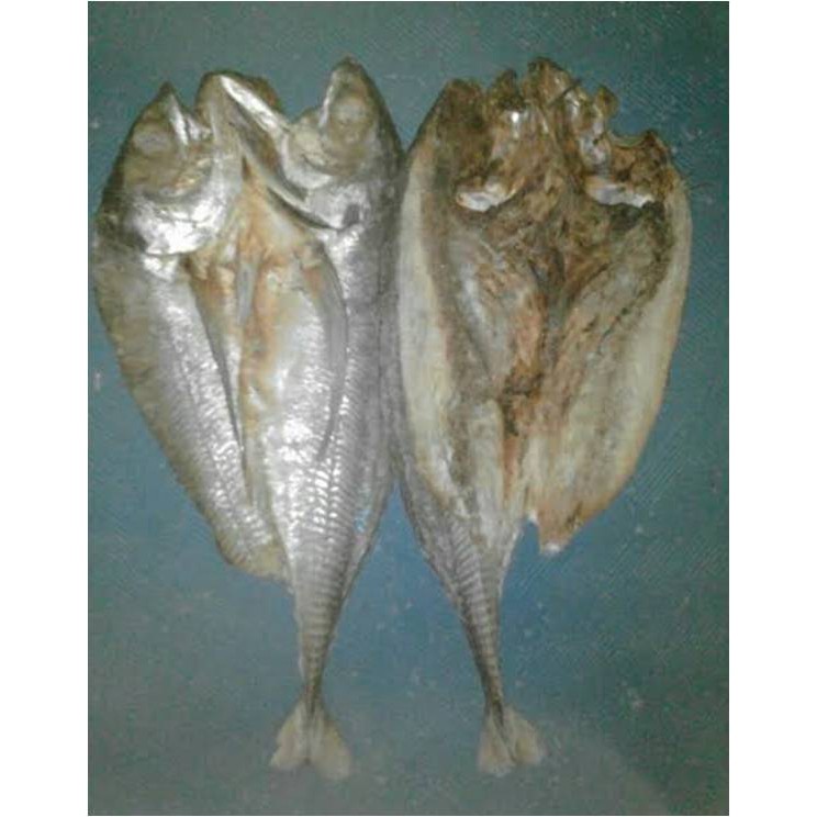 

Ikan Asin Cincaru / Tegang Ekor ( @ 250 Gr )