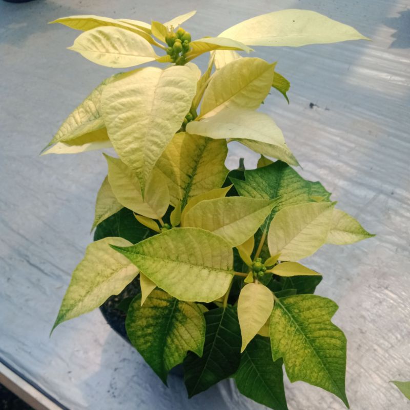 TANAMAN KASTUBA PUTIH