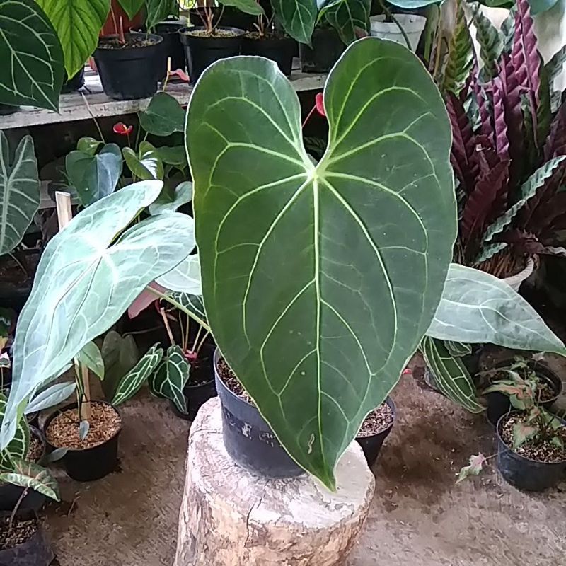 Tanaman hias anthurium hybrid black mamba +POT