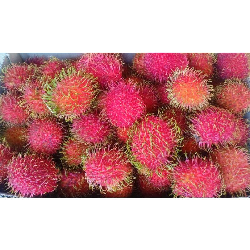 

BUAH RAMBUTAN (1kg)