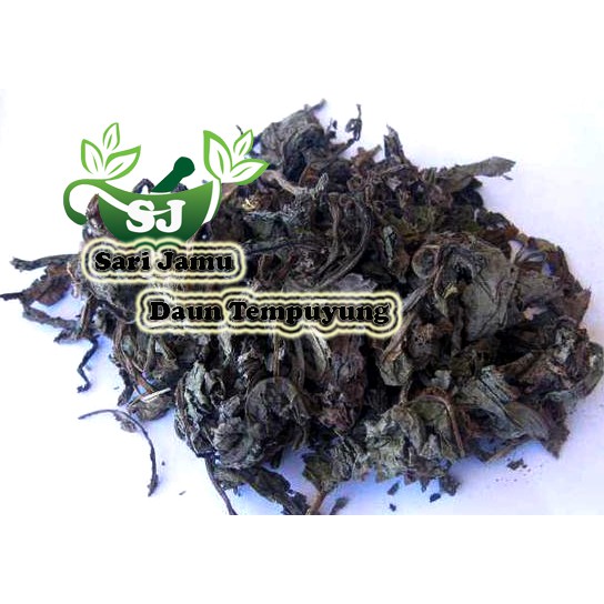 

Jamu Herbal Tradisional Daun Tempuyung 250 Gr Untuk Batu Ginjal