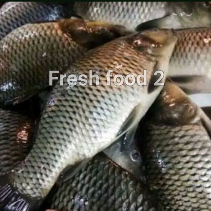 

Ikan Mas Hidup Fresh dan Segar 1 Kg