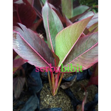 Pisang Bugis / Pisang Daun Merah