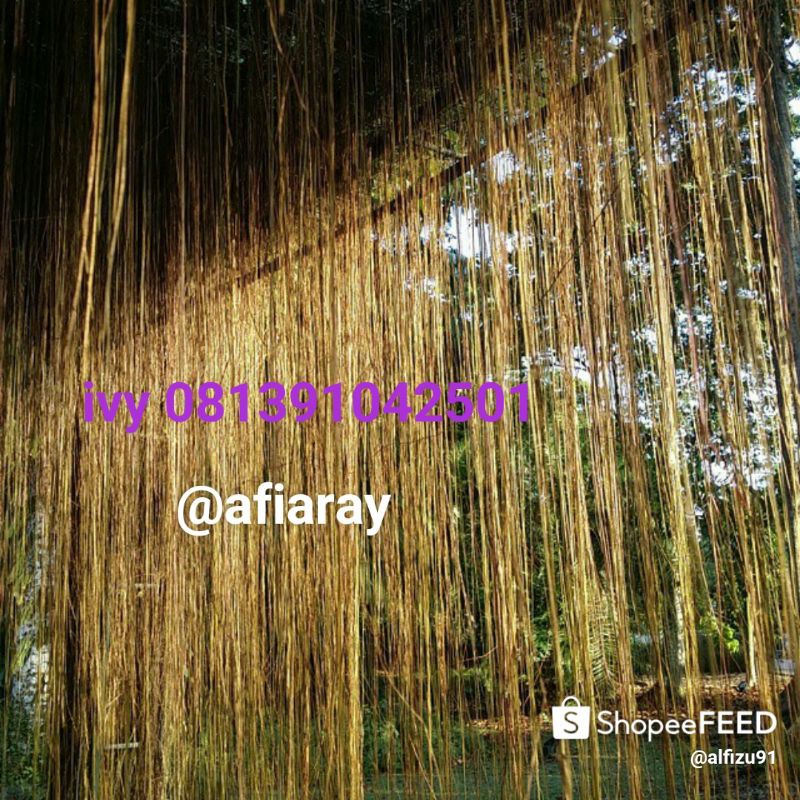 ivy curtain akar seribu