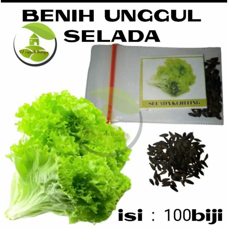 benih bibit sayuran  selada keriting hijau
