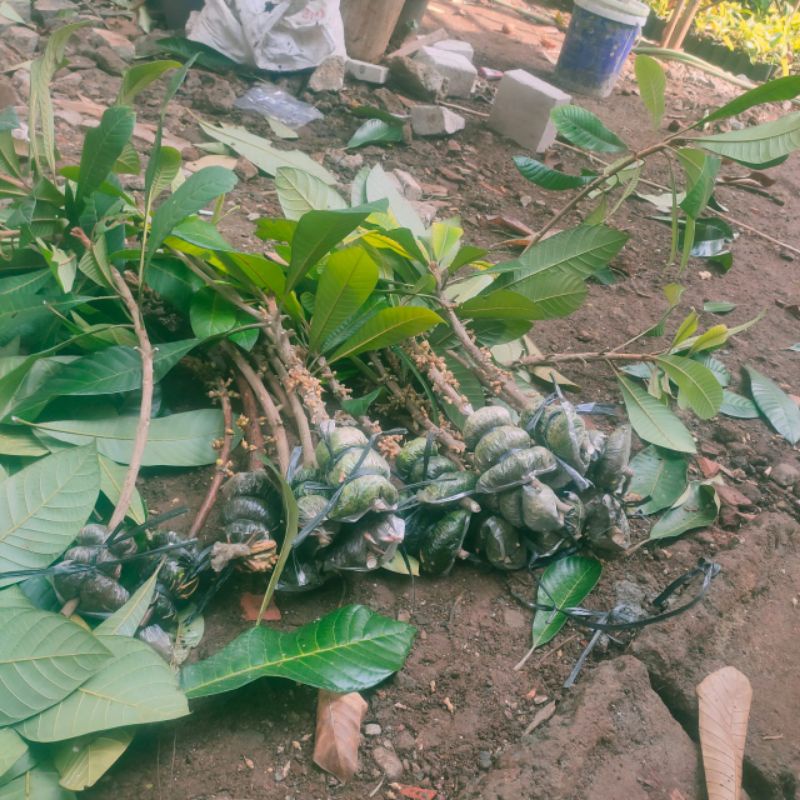 fresh cangkok mamey sapote keywes