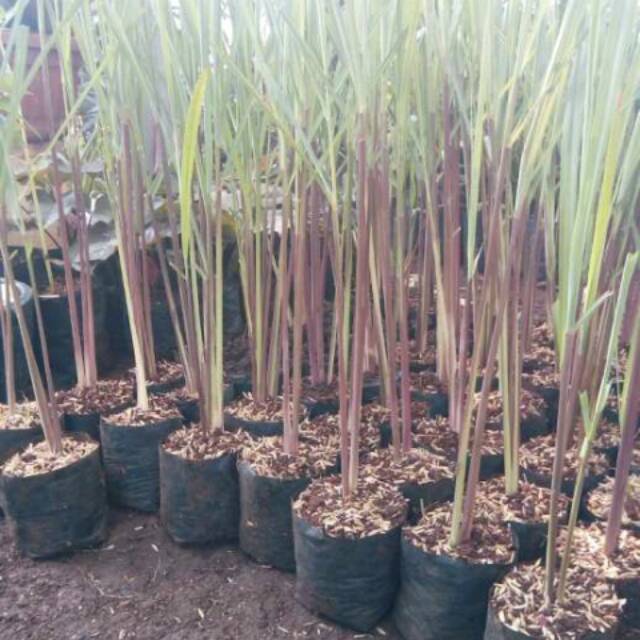 Sereh merah/sereh wangi /sereh herbal