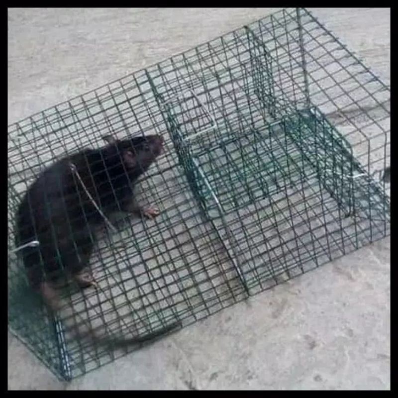 Kandang tikus besar | Perangkap Tikus Massal | KANDANG TIKUS JUMBO