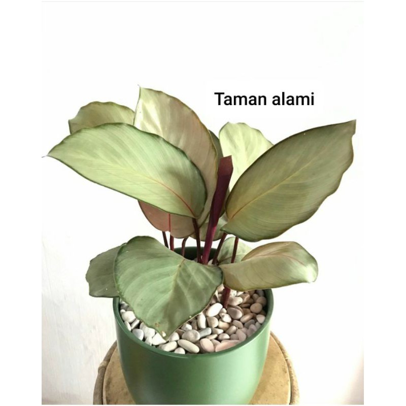 tanaman hias calathea silver - calathea silver