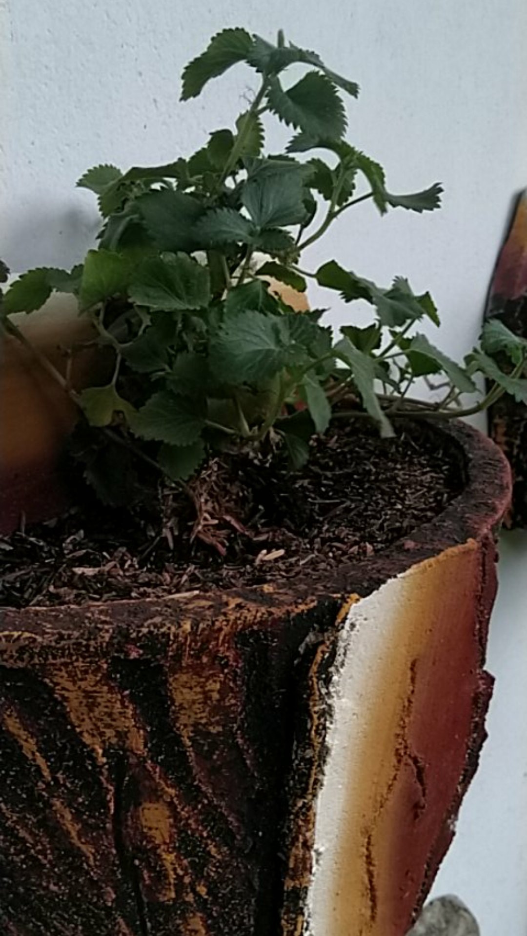 Tanaman Gantung Acalypa Ulat Merah