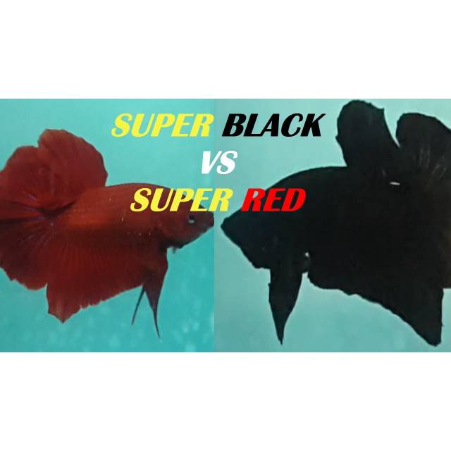 Cupang super red/black_plakat(dewasa)