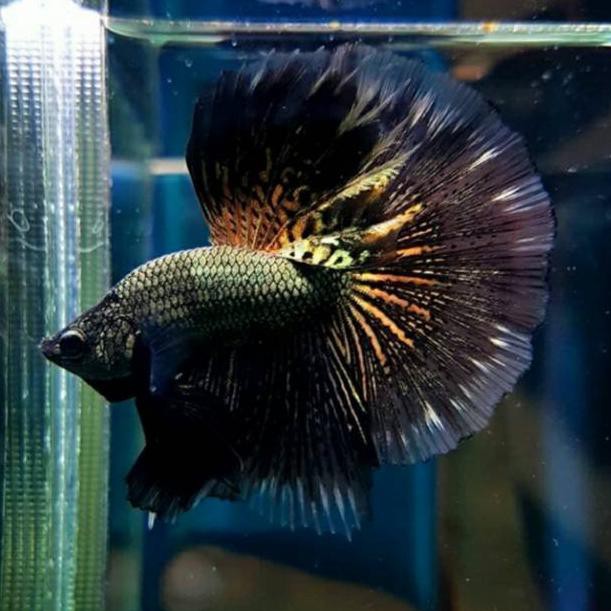 

♠ Ikan Cupang Hias King Rosetaile Random Collor *DT144*