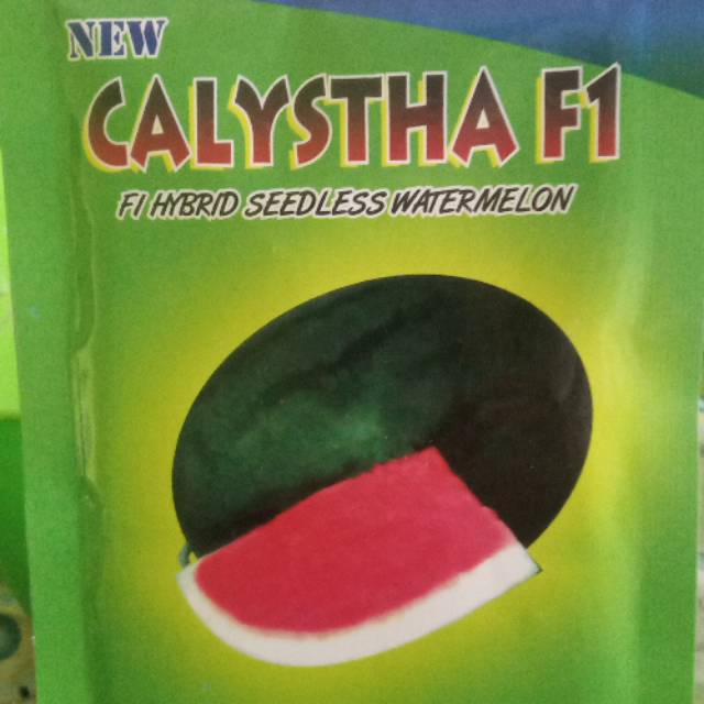 

Non oval calystha 300 biji