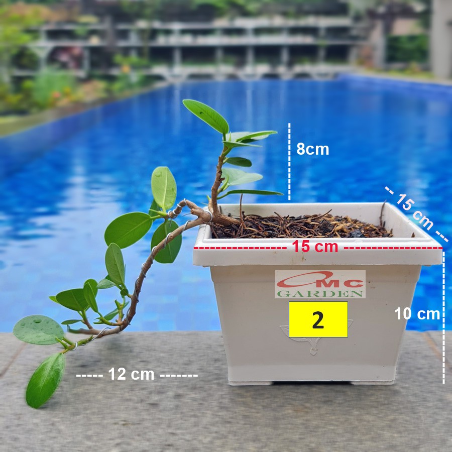 Tanaman Hias Pohon Bonsai Mame Beringin Korea Mini Dolar B-BK-010