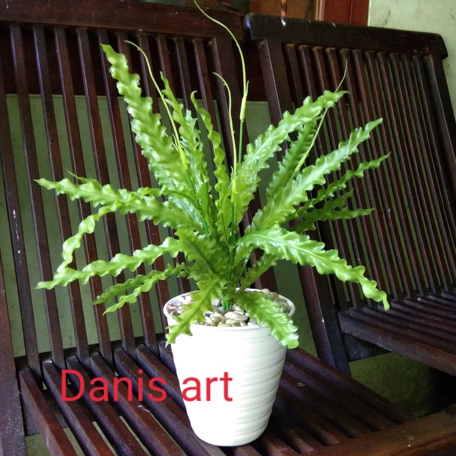 Pakis Palsu/ Pakis hias/ tanaman hias/ Daun pakis