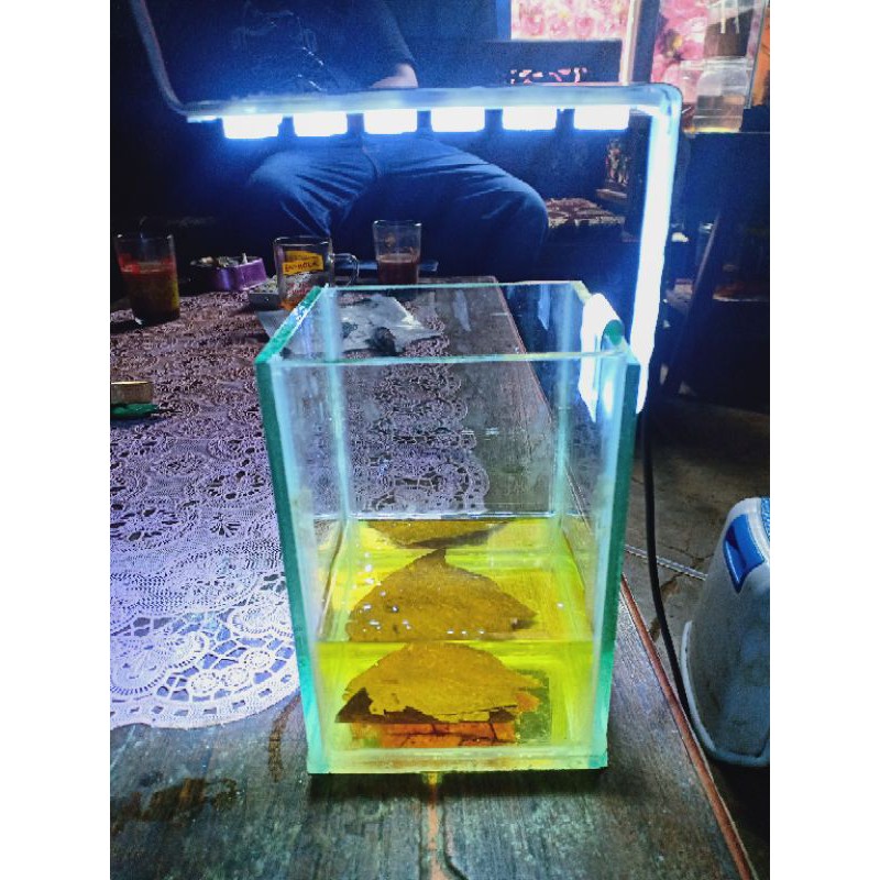 Lampu soliter cupang