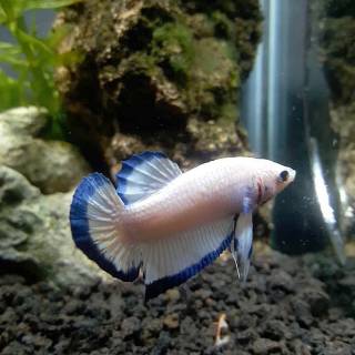 7200 Gambar Ikan Cupang Blue Rim Betina Terbaik