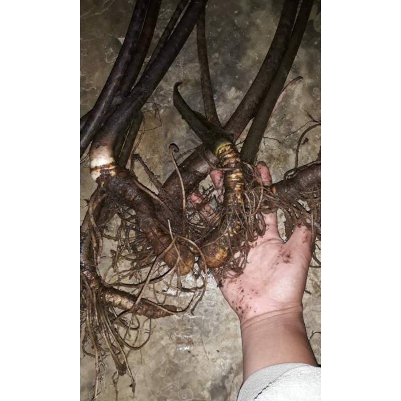 BonggolAlocasiaJacklyn