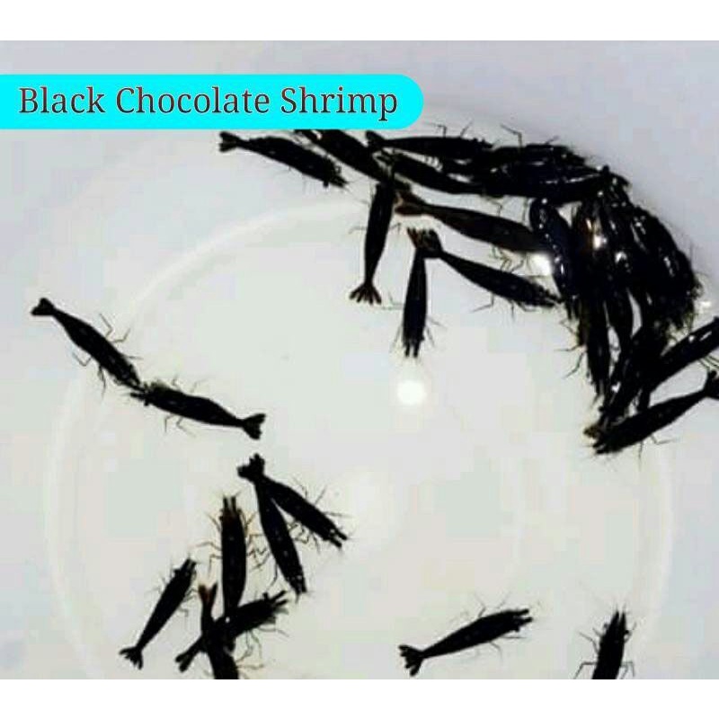 

Udang Black Coco