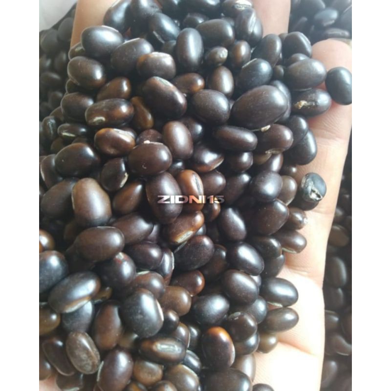 500gram Benih Biji kacangan MB (Mucuna Bracteata) Lokal  / Cover Crops / LCC /  Tanaman pengendali gulma-1