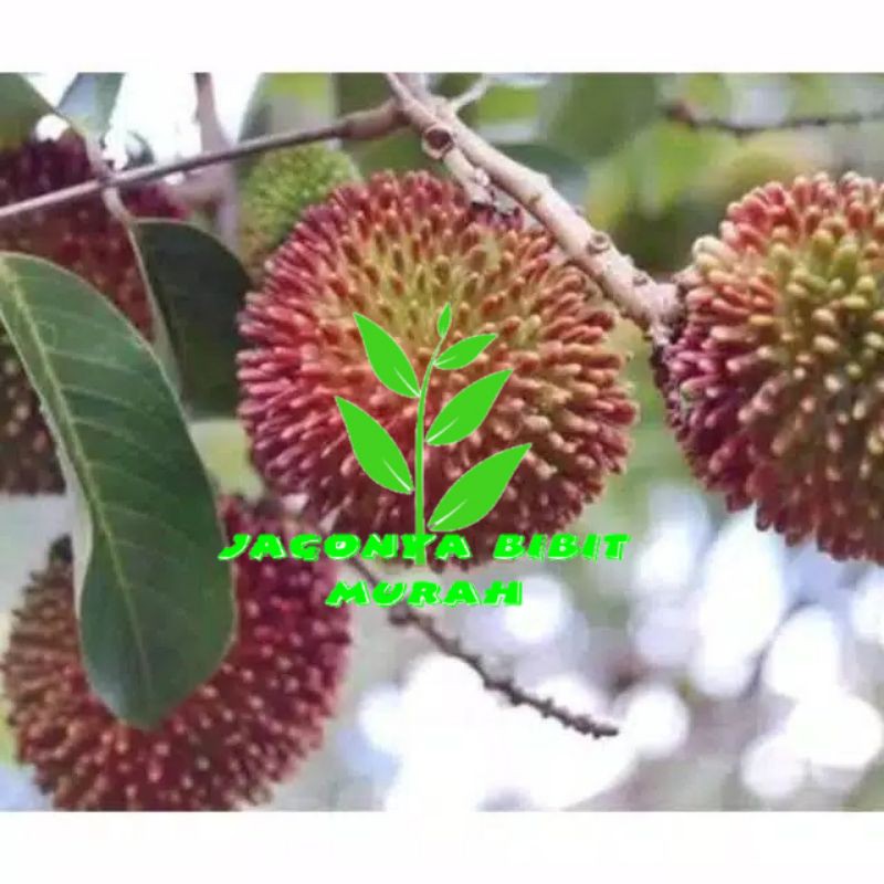 

Bibit rambutan rapiah stek okulasi - AGRO WISATANI