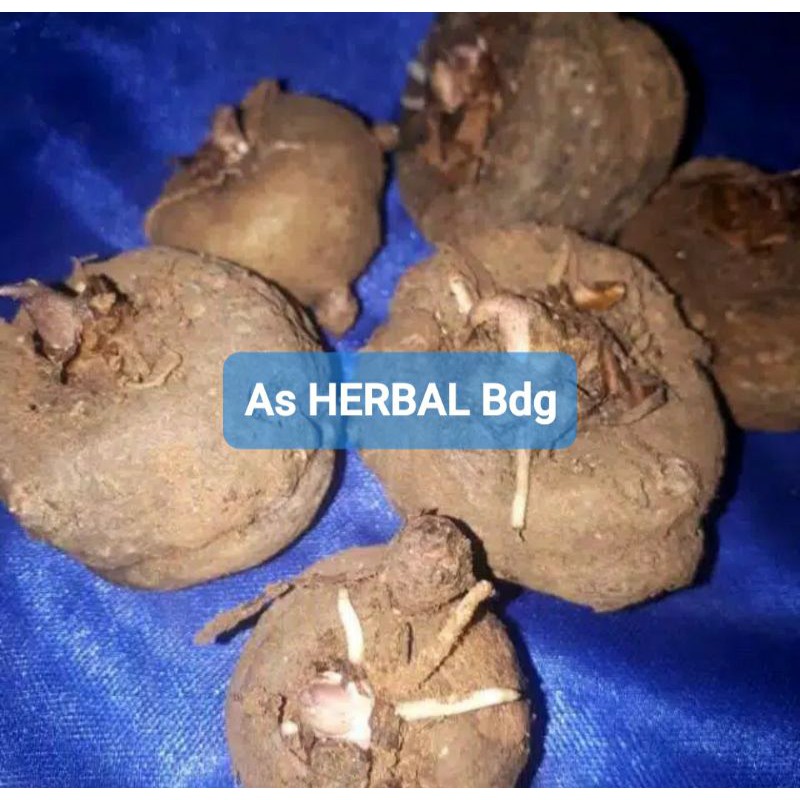 

Umbi Porang Hutan Porang Liar 500 gram-az