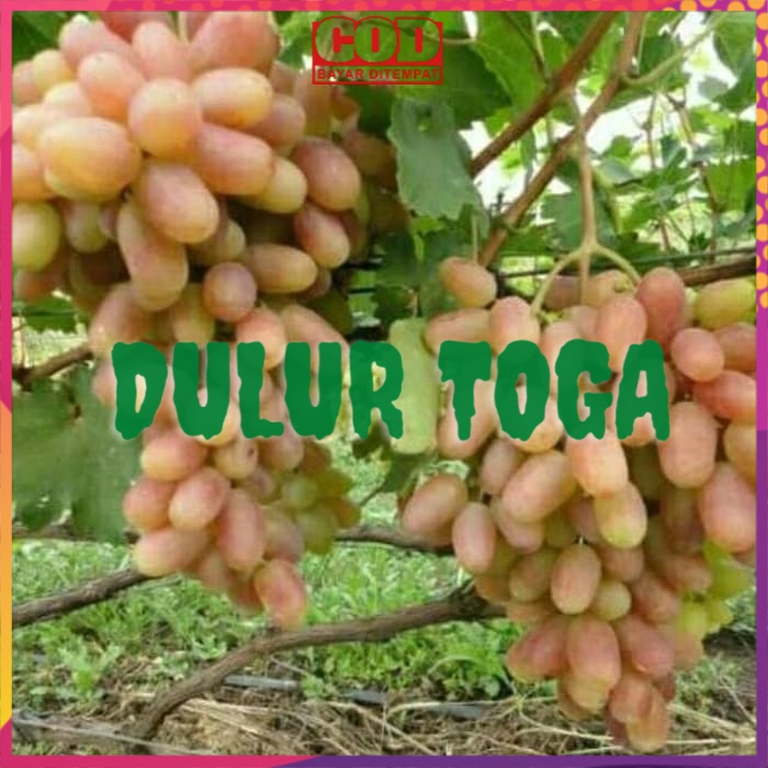 Bibit Tanaman Buah Asli bibit anggur transfiguration berkwalitas dan murah